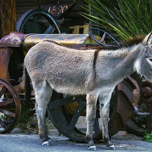 Donkey And Old Tractor