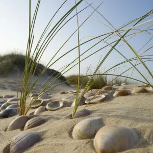 Dunes, Conil de la Frontera, Costa de la Luz, Andalusia, Spain, Europe