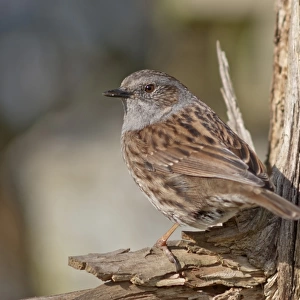 Dunnock, also Hedge Accentor, Hedge Sparrow or Hedge Warbler -Prunella modularis-, Untergroningen, Abtsgmuend, Baden-Wurttemberg, Germany