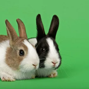 Two Dutch rabbits