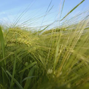 Ears of barley -Hordeum vulgare-