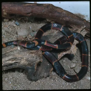 Coral Snake Pillow Collection: Eastern Coral Snake