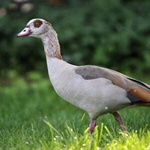 Egyptian Goose -Alopochen aegyptiacus-