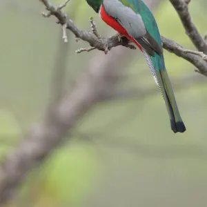 Trogons Gallery: Elegant Trogon