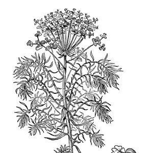 Euphorbia cyparissias (Cypress Spurge)