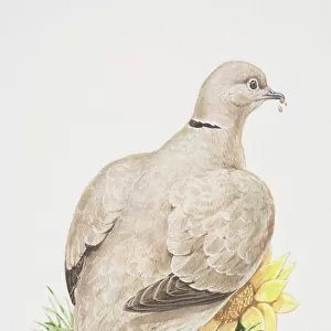 Doves Framed Print Collection: Eurasian Collared Dove