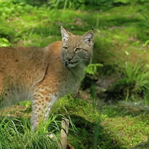 Cats (Wild) Poster Print Collection: Eurasian Lynx