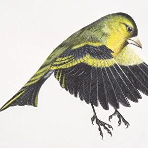 Eurasian Siskin, Carduelis spinus, preparing to land on tree branch by flapping down its wings, spreading tail and extending out feet, side view
