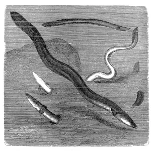 E Framed Print Collection: European Eel