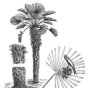 European fan palm, or the Mediterranean dwarf palm (chamaerops humilis)