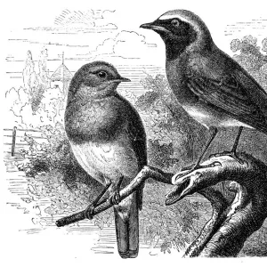 European robin(Erithacus rubecula) and common redstart (Phoenicurus phoenicurus)