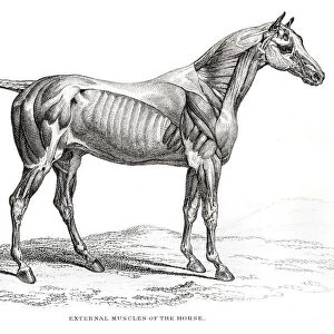 External Muscles of the Horse
