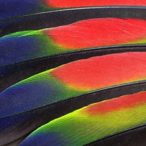 Extreme close-up of colorful wing feathers of Amazon Parrot