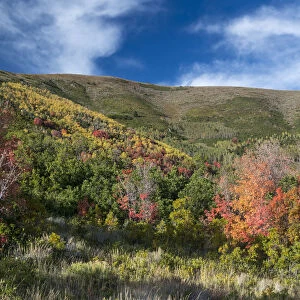 Fall colors in mountains, Midway, Utah, USA
