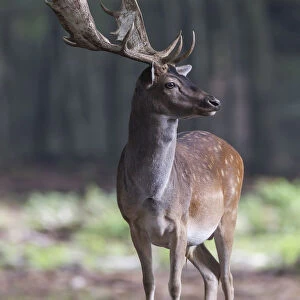 Fallow Deer -Dama dama-, buck, captive, Vulkaneifel, Eifel, Rhineland-Palatinate, Germany
