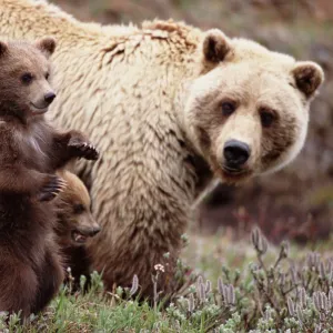 Female brown bear (Ursus arctos) with cubs, close-up