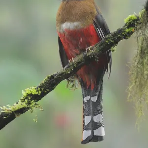 Trogons Gallery: Masked Trogon