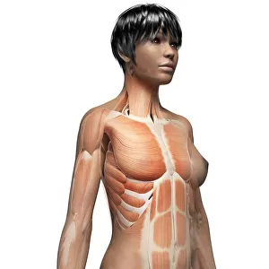 Woman Breast Implant Cross Section. Stock Illustration - Illustration of  female, anatomy: 39457636