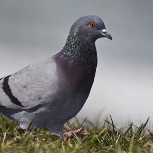 Feral pigeon -Columba livia-