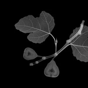 Fig (Ficus carica) leaves with figs, X-ray