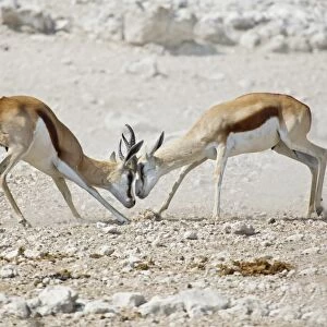 Fighting Springboks -Antidorcas marsupialis-, Etosha National Park, Namibia