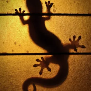 Hinterleuchtender Geckohund, Hawaiian-Inseln Hinterleuchtender Geckohund, Hawaiian-Inseln