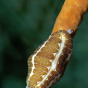 Fingerprint Flamingo Tongue -Cyphoma signatum- crawling over sponge, Little Tobago, Trinidad and Tobago