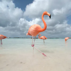 Flamingos in Flamingos Beach. Aruba