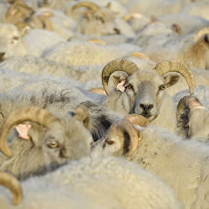 Flock of sheep near Kirkjubaejarklaustur, southern Iceland, Iceland, Europe