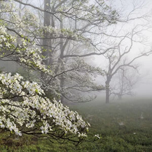 Flowering Dogwoods (Cornus florida) on a misty morning in Cades Cove, Great Smoky Mountains National park, Tennessee, USA