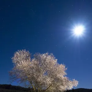 Flowery almond-tree at starry night