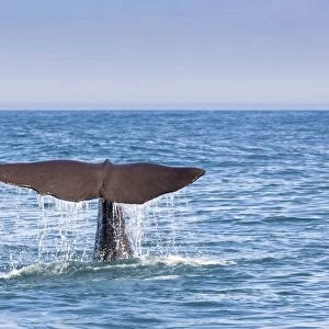 Nature & Wildlife Premium Framed Print Collection: Sperm Whales