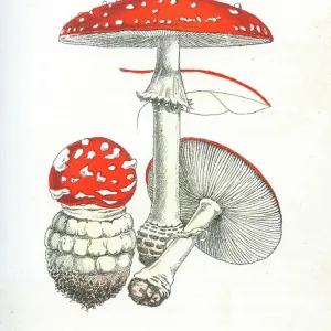 Fly agaric mushroom engraving 1895