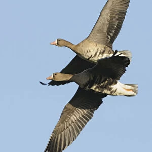 Two flying Greater white-fronted Geese -Anser albifrons-, Bislicher Insel, Wesel, Lower Rhine region, North Rhine-Westphalia, Germany