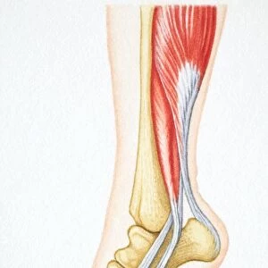 Foot flexed with bones and relevant muscle revealed