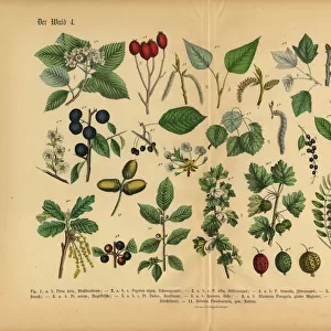 Forest and Fruit Trees and Plants, Victorian Botanical Illustration