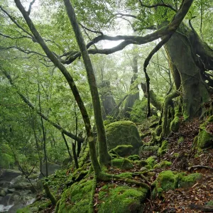 Forest Plants, Yakushima Island, Kagoshima Prefecture, Japan