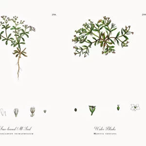 Four-leaved All-Seed, Polycarpon tetraphyllum, Victorian Botanical Illustration, 1863