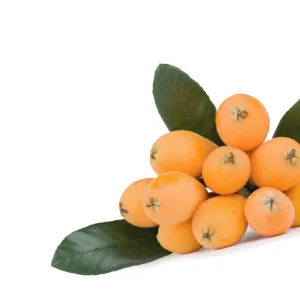 Fresh loquat (Eriobotrya) fruits and green leaves