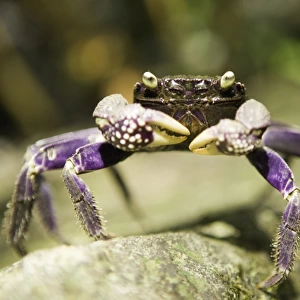 Fresh water crab, close-up