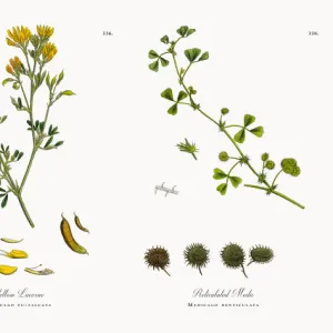 Friesa Lucerne, Medicago sylvestris, Victorian Botanical Illustration, 1863