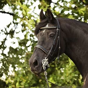 Friesian horse, mature gelding, with a bridle and a baroque harness