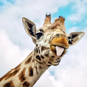 Funny Giraffe