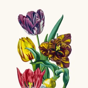Garden tulip
