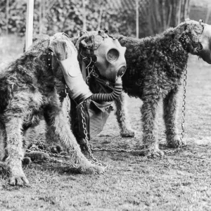 Terrier Pillow Collection: Airedale Terrier