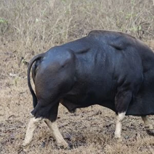 Gaur -Bos gaurus-, bull, Nagarhole National Park, Karnataka, India