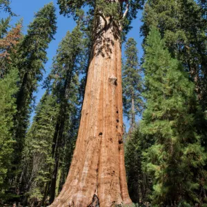 General Sherman Tree dominating the Giant Forest in Sequoia National Park, California