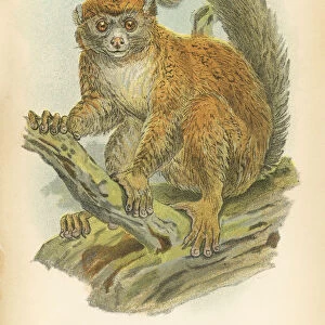 Gentle lemur primate 1894