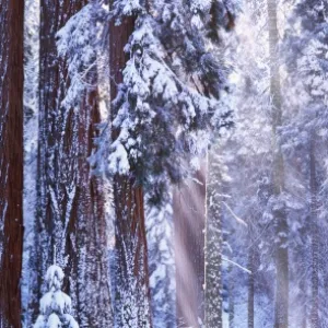 Giant redwood trees (Sequoiadendron giganteum) winter, California, USA