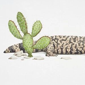 Lizards Collection: Gila Monsters